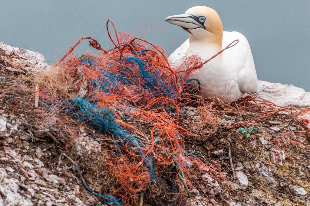 Ein normales Bild: Die Basstölpel auf der Insel Helgoland bauen ihre Nester zu 95 Prozent aus Plastik, da sie die Schnüre mit Algen verwechseln. Nicht selten erwürgen sie sich selbst in dem Plastikmüll.